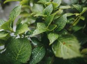 Ви зможете пити ароматний чай з меліси навіть взимку