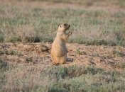 Ученые обнаружили редчайшие исчезающие виды животных 