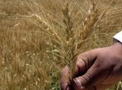 Азаров обещает стабильные цены на хлеб