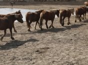 Ученые обнаружили новую опасность на территории Чернобыльской зоны