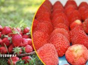 Замораживать клубнику следует правильно