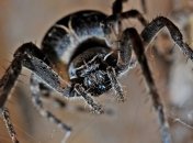 Глобальное потепление может стать причиной появления пауков-каннибалов