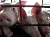 В Черкасской области из-за вируса АЧС уничтожили более 1,1 тыс свиней