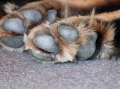 Поліція відкрила кримінальне провадження проти живодера