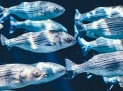 Одни в воде, другие на суше: исследование показало, почему рыбы меняют "место жительства"