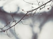 Погода в Украине 13 марта: во всех регионах ожидаются дожди