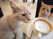 Кофе поможет защититься от рака - врачи