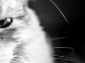 Кошки могут уйти от своих хозяев, абсолютно не щадя их чувства