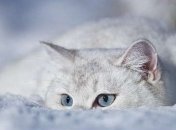 Существенные морозы на этой неделе прогнозируют в центре и на востоке Украины