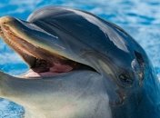 Приплыли прямо на пляж: дельфины порадовали отдыхающих в Одессе украинцев (видео)