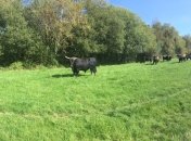 "Потомки" древних быков вернутся на Черниговщину спустя полтысячи лет 