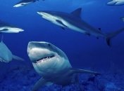 Ученые выяснили удивительный факт об акулах