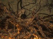 Губернатор Калифорнии считает пожары в штате "новой реальностью"