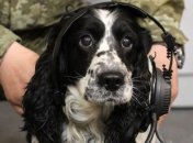 В этом году собаки пограничников помогли задержать более 100 нарушителей