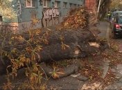 Ураган в Польше валил деревья и срывал крыши зданий