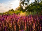 Прогноз погоды в Украине на 30 июля: в страну пришла жара