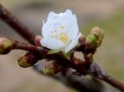 Погодные сюрпризы: Карпаты засыпало снегом, а на юге цветут яблони