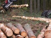 В Украине увеличат штрафы за вырубку деревьев 