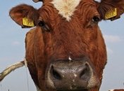 В Китае клонированная корова принесла потомство  