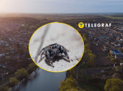 Рідкісного павука побачили в Кривому Розі