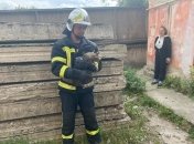 В Ровно спасли кота