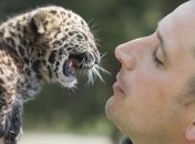 Леопард из Борнео оказался новым видом