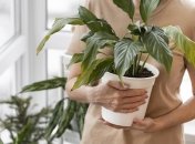 Домашня рослина потребує відповідних умов