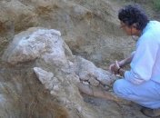 Археологи нашли редкий череп пиренейского мастодонта