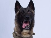 Трамп показал засекреченное фото пса, которого ранили при ликвидации главаря ИГИЛ