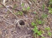 Величезний павук оселився на дитячому майданчику в Дніпрі: чи варто боятись зустрічі з ним