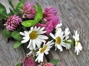 Приметы и обряды на 24 июня - День Варфоломея