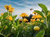 Натуральні засоби боротьби з комахами