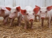 В России проверят мясокомбинаты, чтобы не допустить чумы 