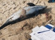 В оккупированной Евпатории массово гибнут дельфины: фото
