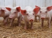 В Винницкой области зафиксирована вспышка африканской чумы свиней