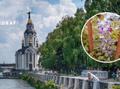Гліцинія