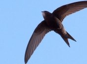 Ученые выяснили, как птицы научились летать