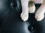 Царапины могут появиться в самом неожиданном месте