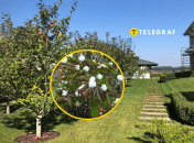 Ядовитые растения