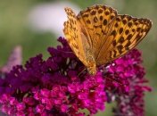 Приметы и обряды на 5 июля - День Евсевия