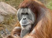 Ученые: Орангутанги способны запоминать вкус пищи