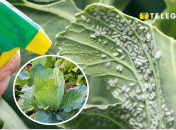 Как убрать белокрылку домашним способом