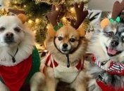 Улыбка до ушей: забавные песики в рождественских свитерах