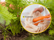 Зберігання моркви