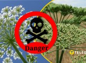 Що таке борщівник і чим він небезпечний