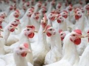 В Евросоюзе хотят запретить рутинное использование антибиотиков на фермах