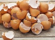 Названы удивительные свойства яичной скорлупы