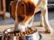 Важно заботиться о правильном рационе питания (фото создано с помощью ИИ)