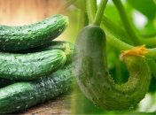 Что делать с огурцами, которые растут крючком