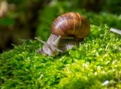Действенные средства от улиток на огороде